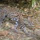 Image for article titled How Scientists Use Hidden "Camera Traps" to Get Incredible Cameos of Animals in the Wild